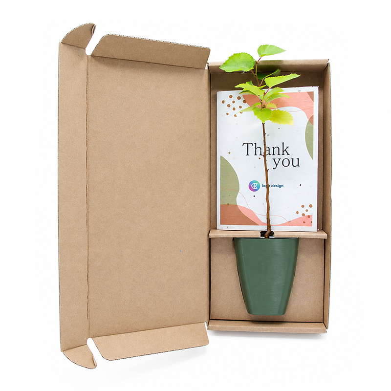 Baumgeschenk in Schachtel